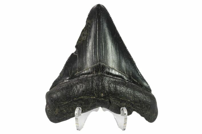 Fossil Megalodon Tooth - Serrated Blade #130852